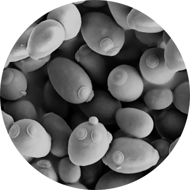 Saccharomyces cerevisiae yeast through scanning electron microscopy
